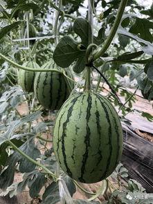 网红大瓜在哪找