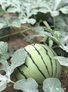 网红大瓜在哪找